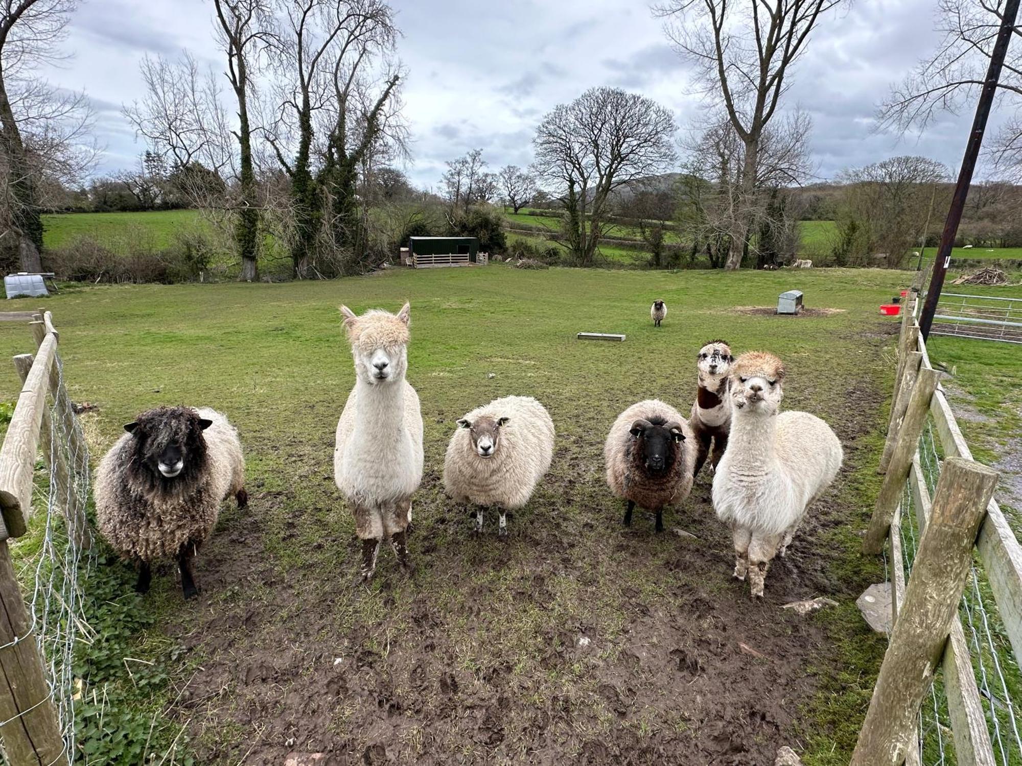 Dwylig Isa Holiday Cottages Rhuddlan Eksteriør bilde